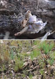 Image result for Xerophyta scabrida