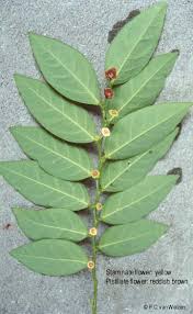 Image result for Phyllanthus macranthus