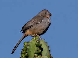 Image result for Tolpis capensis