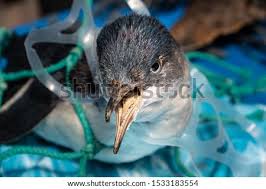 Penguins have an undeserved reputation as funny and somewhat ridiculous animals and it's easy to see why: Shutterstock Puzzlepix
