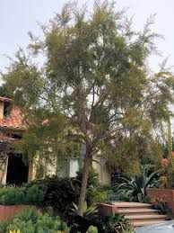 Image result for Lepistemon owariensis