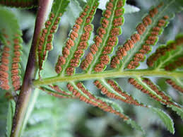 Image result for Todea