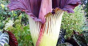 Hold Your Nose Corpse Flower To Bloom At Butterfly Center Unusual Plants Corpse Flower Strange Flowers