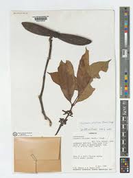 Image result for Funtumia africana