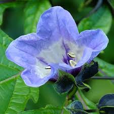 Image result for Nicandra