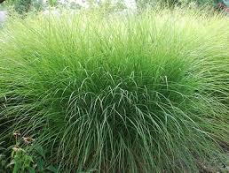 Miscanthus wird in deutschland immer öfter angebaut. Chinaschilf Miscanthus Sinensis Gracillimus Von Green4living