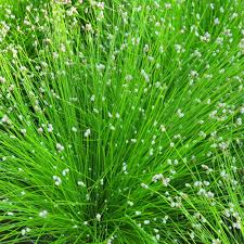 Image result for Isolepis prolifera
