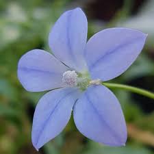 Image result for Wahlenbergia subaphylla