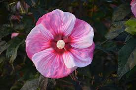 This Blooming Tropical Shrub Will Bring Glory To Your Texas Summer Garden