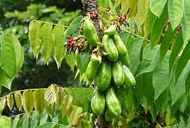 The cucumber tree is botanically called magnolia acuminata. Bilimbi Fruit Averrhoa Bilimbi Cucumber Tree Tree Sorrel Tree Averrhoa Oxalidaceae Flora Sour Edible Pikist