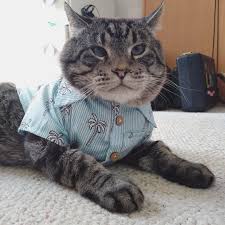 If you're still in two minds about cat hawaiian shirt and are thinking about choosing a similar product, aliexpress is a great place to compare prices and sellers. I Bought My Cat A Hawaiian Shirt Aww