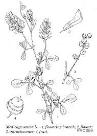 Image result for Medicago laciniata