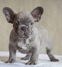 They don't mind being inside most of the time. Isabella French Bulldog Guide To The Rarest Lilac Frenchie My Dogs Info