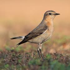 Image result for Oenanthe