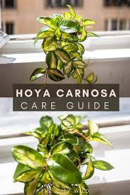 Hoya carnosa (or hoya compacta) is a beautiful flower and great air purifying plant.in this video i'm going to guide you on how to grow hoya carnosa from. Hoya Carnosa Care Guide Propagation Watering Advice