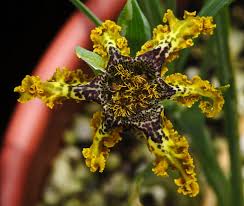 Image result for Ferraria glutinosa