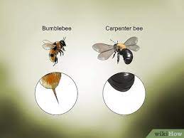Carpenter bee is a colorless legendary bee. 3 Ways To Identify Carpenter Bees Wikihow