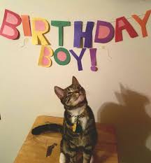 You are not just a pet for me; Cat Birthday One Of Those Pictures That Just Make You Smile Cats