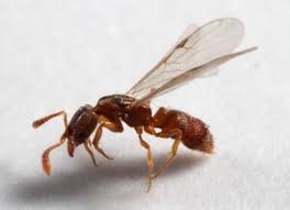 Image result for Zornia punctatissima