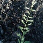 Image result for Dinebra retroflexa