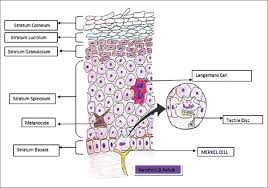 Merkel cell carcinoma tends to grow fast and to spread quickly to other parts of your body. Merkel Cells A Review On Role Of Merkel Cells In Histology And Disease Ashok Ng Ramasubramanian A Int J Orofac Res