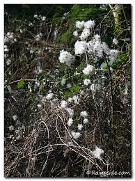 It is hardy to zone (uk) 4. Clematis Vitalba Pest Watch