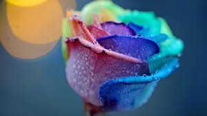 To install rose wallpaper on your windows pc or mac computer, you will need to download and install the windows pc app for free from this post. 24 Rainbow Rose Wallpapers Wallpaperboat