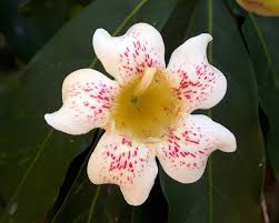 Image result for Rothmannia engleriana