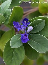 Image result for Vitex patula