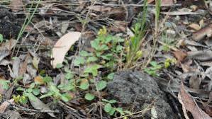 Image result for Pycnospora