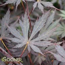 Image result for Shira Red 2014 A1