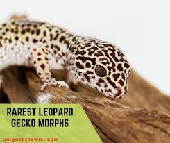 Check spelling or type a new query. 6 Rarest Leopard Gecko Morphs With Pictures