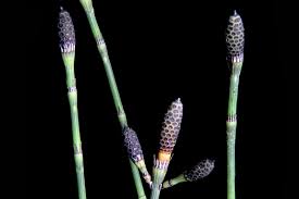 Image result for Equisetaceae
