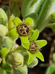 Image result for Raphionacme welwitschii