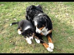 Labrador retriever (213) apply labrador retriever filter ; Australian Shepherd Puppy And Bernese Mountain Dog Playing Berner Sennenhund Welpen Youtube