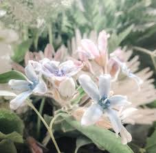 We did not find results for: Flowers Feathered Cottage