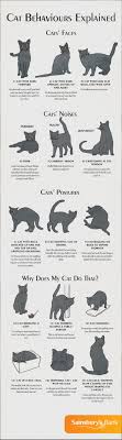 Cat Behaviours Explained Infographic Cat Behavior Cute Animals Cute Cats