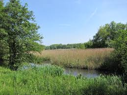 Het molsbroek is een natuurreservaat van zo'n 80 ha in de belgische gemeente lokeren. Waas 9 Het Molsbroek Te Lokeren Reizen Dicht Bij Huis