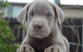 Pets and animals corralitos 1,300 $. Akc Silver Labrador Retriever Puppies For Sale In Ceres California