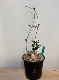 Image result for Raphionacme