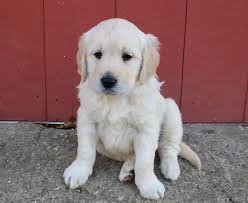 In the uk you won't get a lot of change from £1000 for a purebred goldie pup. Parker Male F1 Labradoodle Puppie For Sale Near Bird In Hand Puppies Golden Retriever English Golden Retriever Puppy
