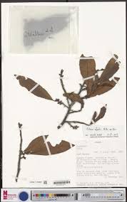 Image result for Ochna afzelii