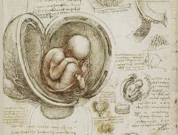 Da Vinci Fetus Jpg 1248 943 Leonardo Da Vinci Anatomia Arte Di Nascita