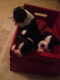 Both mom and dad are well taken care of. Boston Terrier Puppies For Sale In Melbourne Florida Classified Americanlisted Com