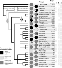 Image result for Phyla