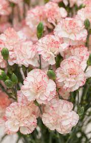 We did not find results for: Carnations Ideal Care Growing Cuttings To Planting Seeds