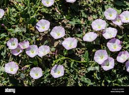 Image result for Convolvulaceae