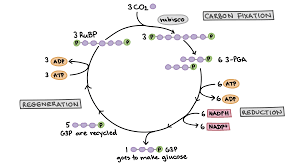 the calvin cycle article photosynthesis khan academy