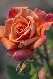 Pin By Lauren Adair On Piekne Roze Beautiful Roses Beautiful Flowers Rose Flower