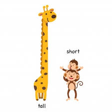 Give the definition of short and tall. Premium Vector Opposite Tall And Short Vector Illustration